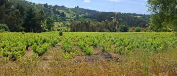 Imagen para VENDO PARCELA AGRICOLA EN GUARILIHUE ALTO COELEMU